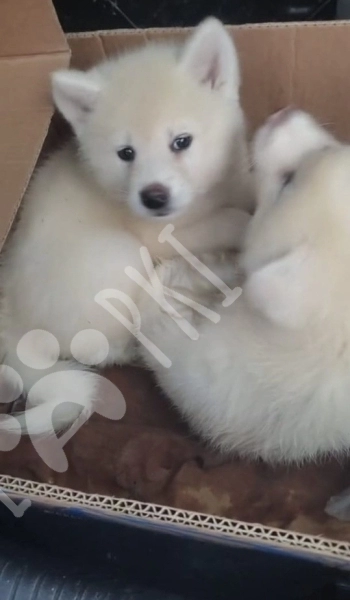 Akita-inu