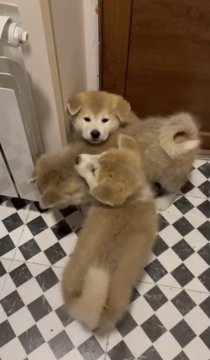 Akita-inu