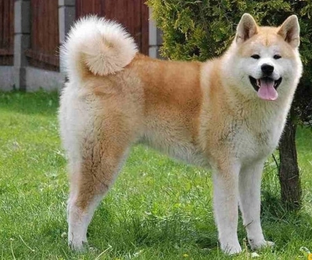 Akita-inu