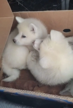 Akita-inu