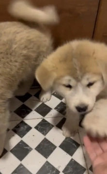 Akita-inu