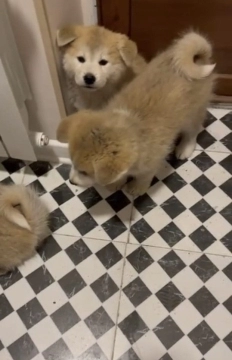 Akita-inu