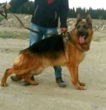 Alman ovçarkası