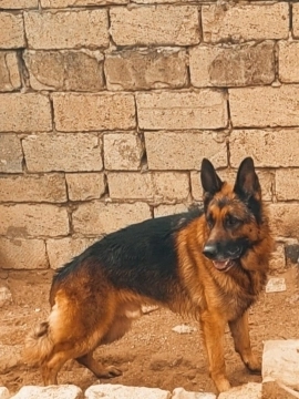 Alman ovçarkası
