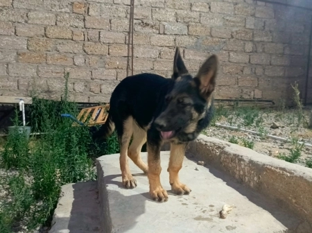 Alman ovçarkası