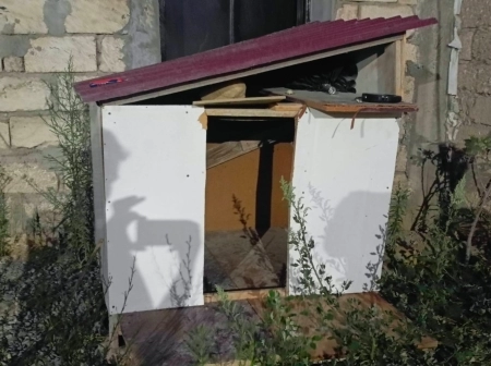 Alman ovçarkası