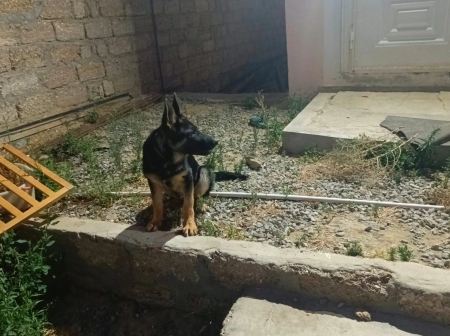 Alman ovçarkası