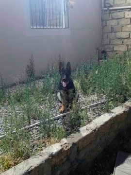 Alman ovçarkası