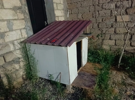 Alman ovçarkası
