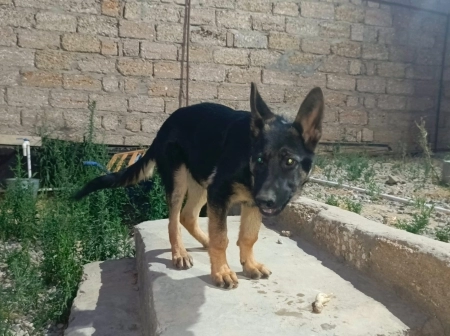 Alman ovçarkası