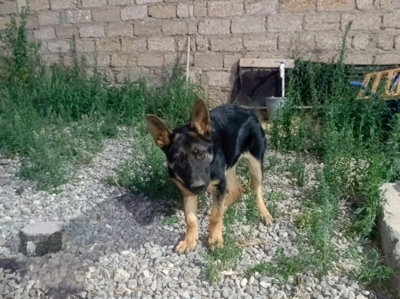 Alman ovçarkası