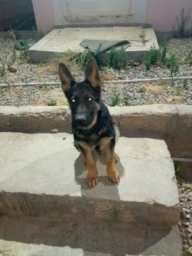 Alman ovçarkası