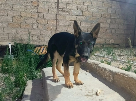 Alman ovçarkası