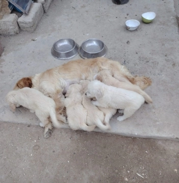 Golden retriver