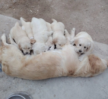 Golden retriver