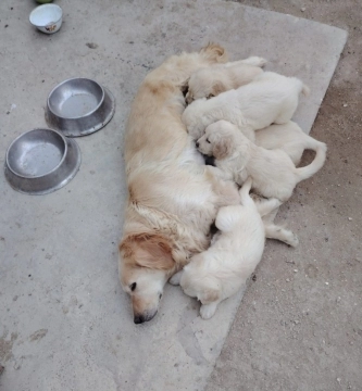 Golden retriver