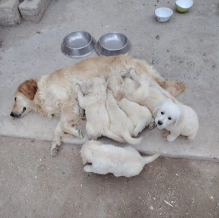 Golden retriver