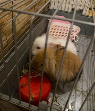 2 Lionhead dovşan
