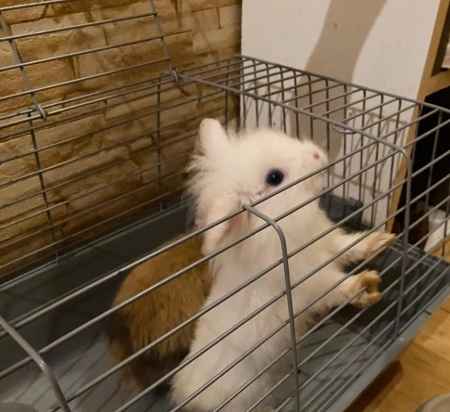 2 Lionhead dovşan