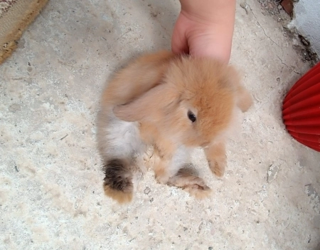 2 Lionhead dovşan