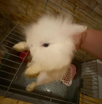2 Lionhead dovşan
