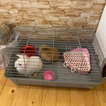 2 Lionhead dovşan