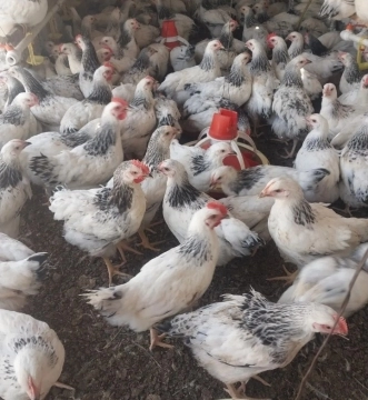 Serebrist çolpaları