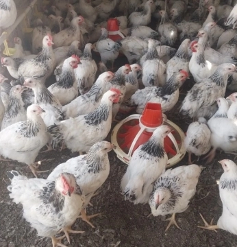 Serebrist çolpaları