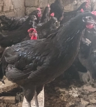 Avstrolorp toyuqları