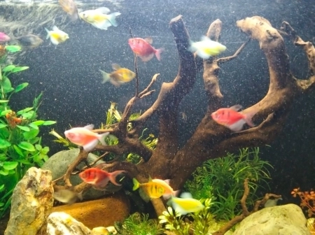 Akvarium ve balıqlar