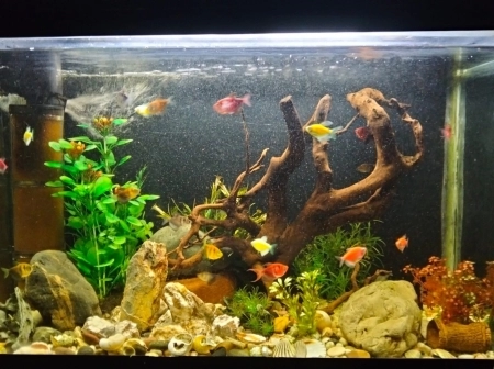 Akvarium ve balıqlar