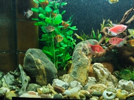 Akvarium ve balıqlar