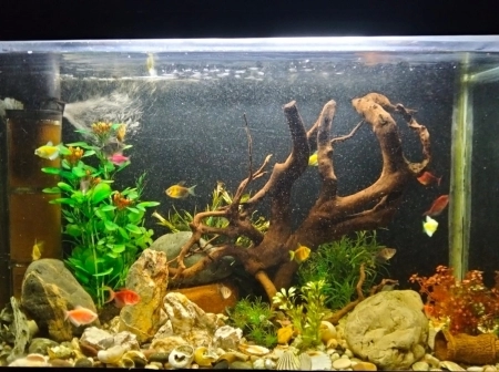Akvarium ve balıqlar
