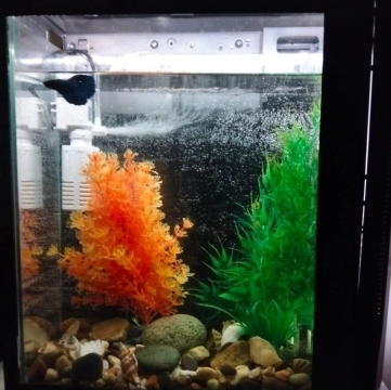 Əl işi akvarium