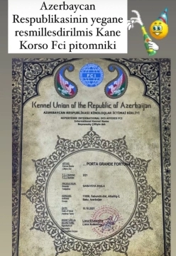 Kane korso