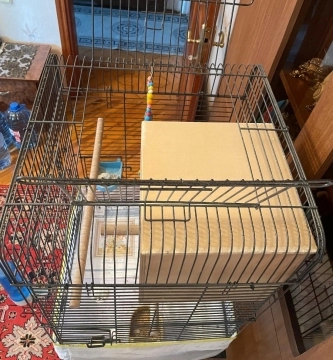 Korella