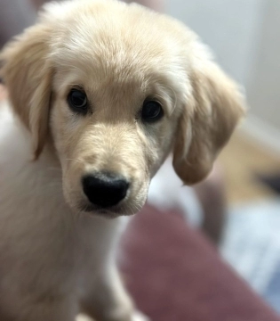 Golden retriver balası