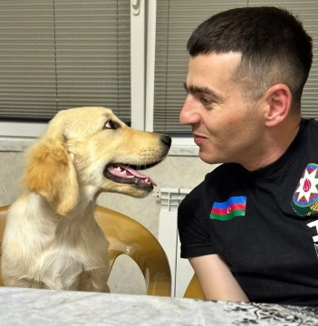 Golden retriver balası