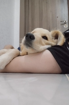 Golden retriver balası