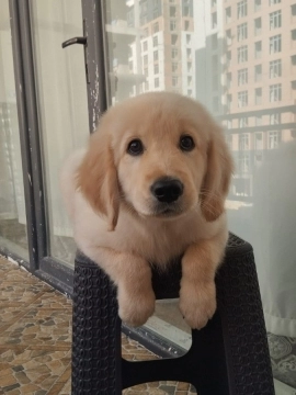 Golden retriver balası