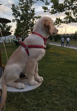Golden retriver balası