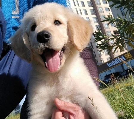 Golden retriver balası