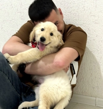 Golden retriver balası