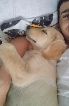 Golden retriver balası