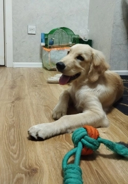 Golden retriver balası