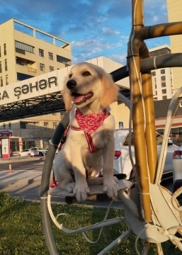 Golden retriver balası