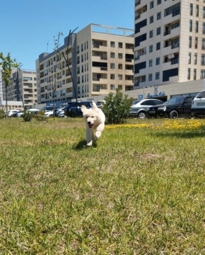 Golden retriver balası