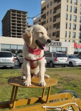 Golden retriver balası