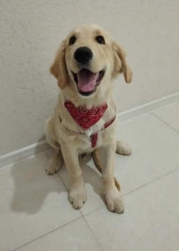 Golden retriver balası