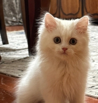 Pers pişiyi